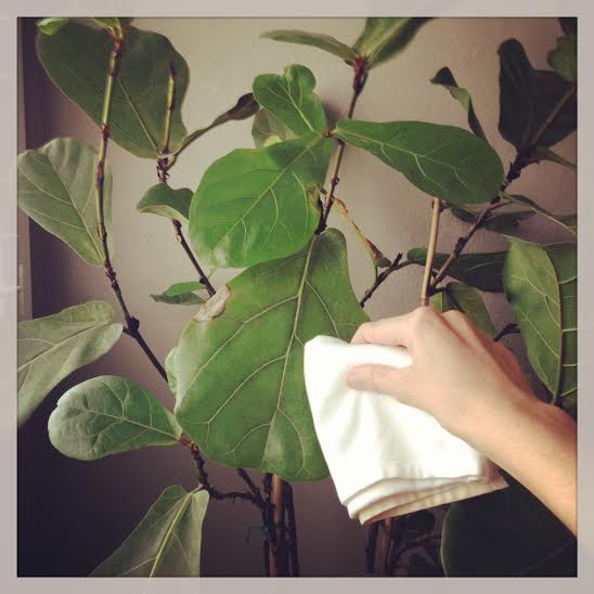 Fung Shui Tip: Cleaning your House Plants With Milk